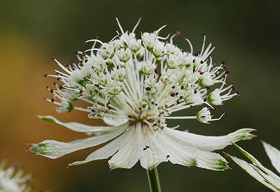 Astrantia