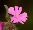 Red Campion