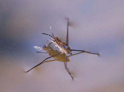 Pond Skater 