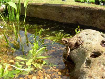 Sandringham toad